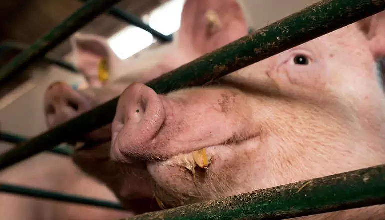 L’Italia è tra i primi cinque paesi Ue per stabilimenti industriali con migliaia di animali ammassati in spazi ristretti